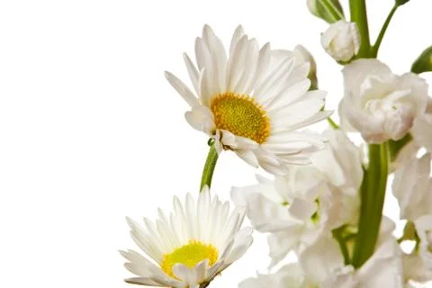White flowers Stock Photos
