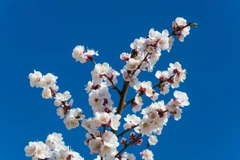 White flowers Stock Photos