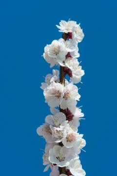 White flowers Stock Photos