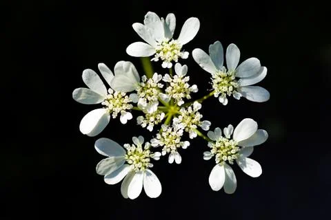 White flowers Stock Photos