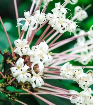 White flowers Stock Photos