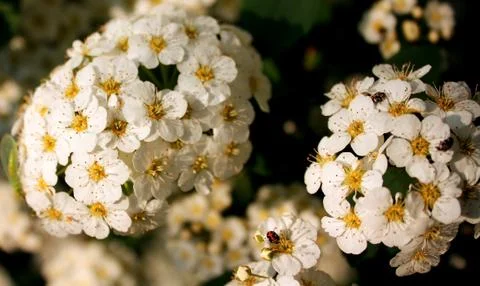 White flowers Fotos Stock