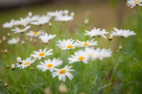 White flowers Stock Photos