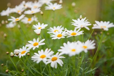White flowers Stock Photos