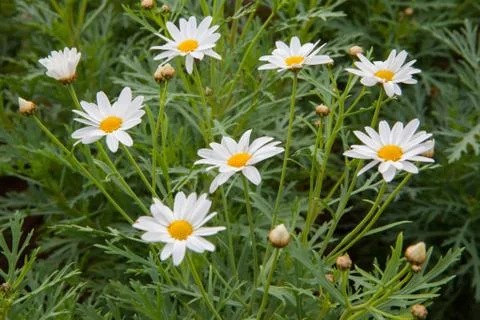 White flowers Stock Photos