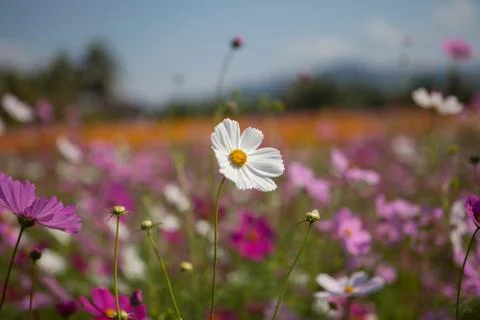 White flowers Stock Photos