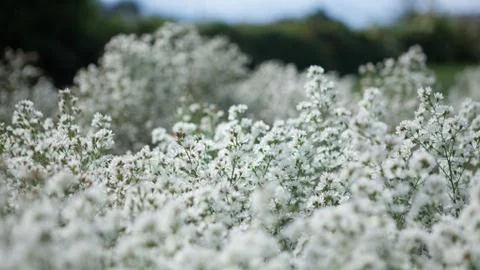 White flowers Stock Photos