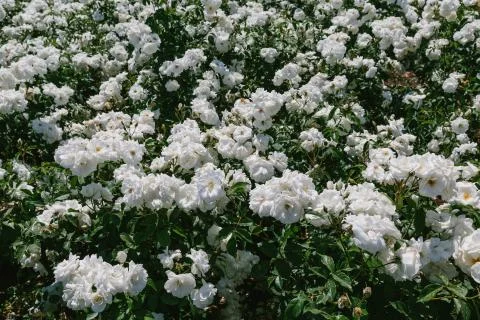 White flowers Stock Photos