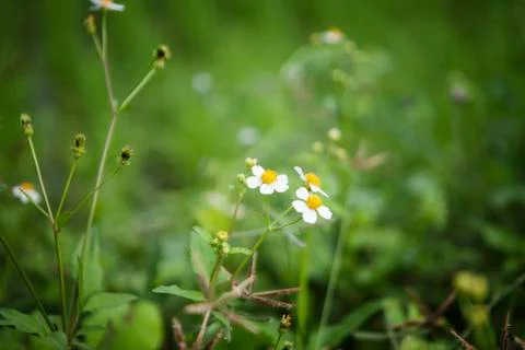 White flowers Stock Photos