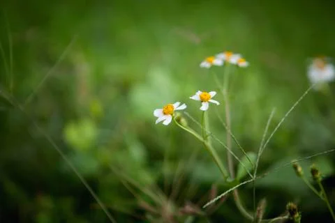 White flowers Stock Photos