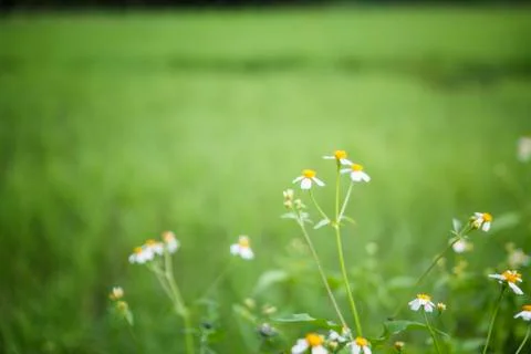 White flowers Stock Photos