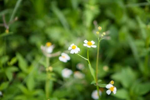 White flowers Stock Photos