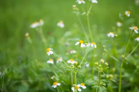 White flowers Stock Photos