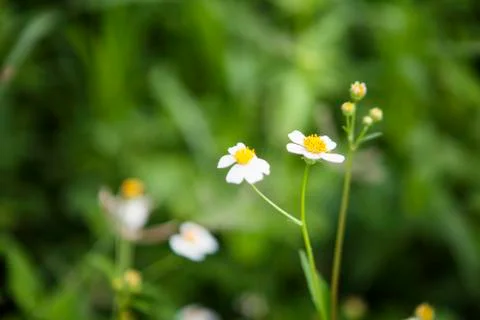 White flowers Stock Photos