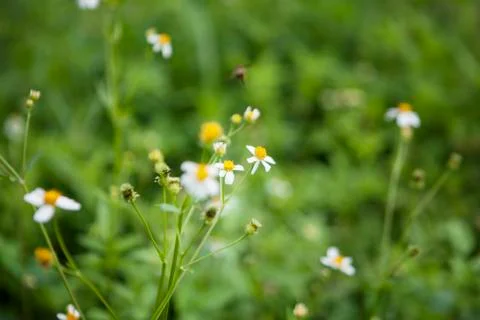White flowers Stock Photos