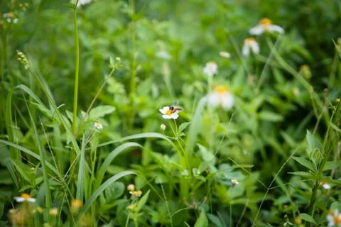 White flowers Stock Photos