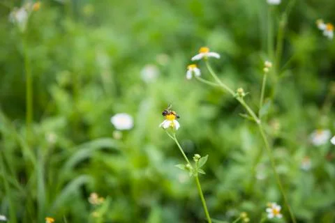 White flowers Stock Photos