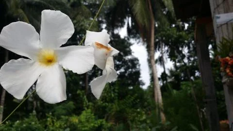 White flowers 스톡 사진