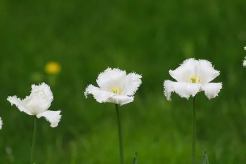 White flowers Stock Photos