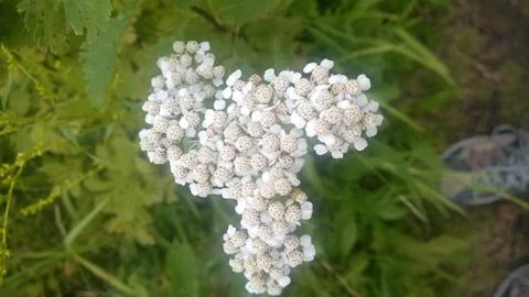 White flowers Foto stock