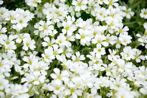 White flowers Foto stock