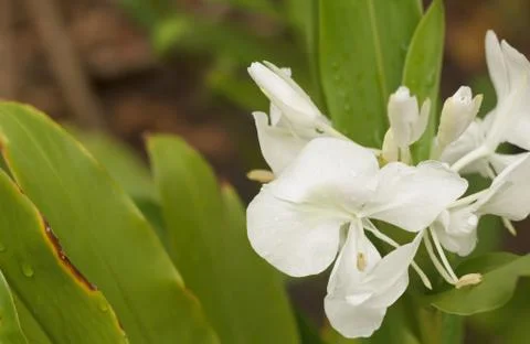 White flowers Stock Photos