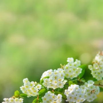 White flowers Stock Photos
