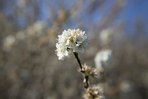 White flowers Stock Photos