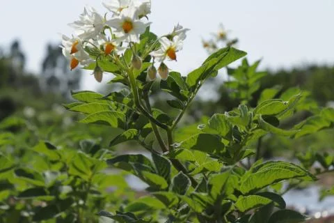 White flowers Stock Photos