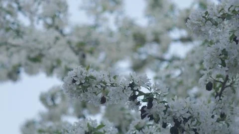 White flowers Stock Photos