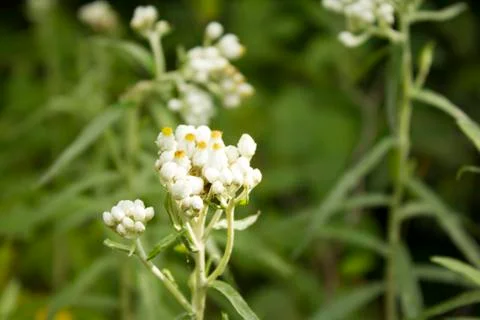 White flowers Foto stock