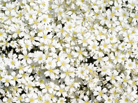 White flowers. Stock Photos