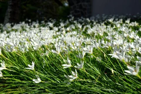 White Flowers Stock Photos