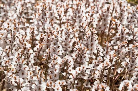 White Flowers Stock Photos
