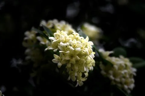 White flowers Stock Photos