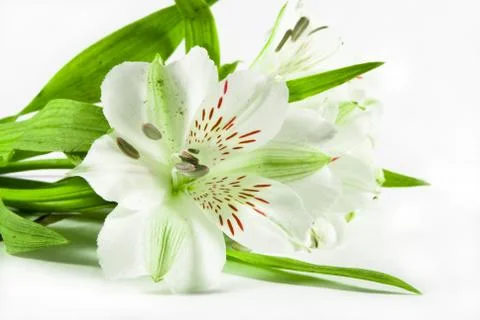 White flowers Stock Photos