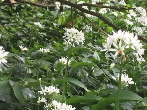 White Flowers 스톡 사진