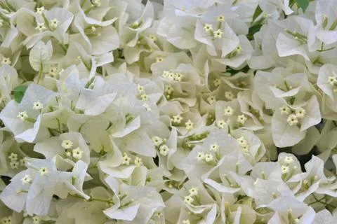 White flowers Stock Photos