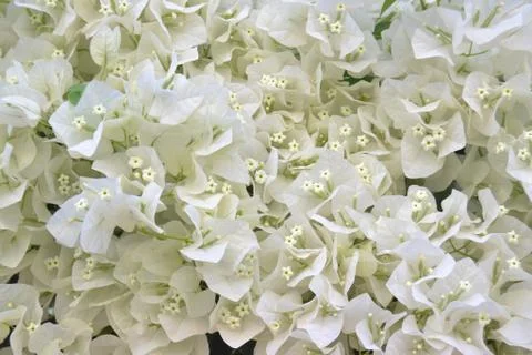 White flowers Stock Photos