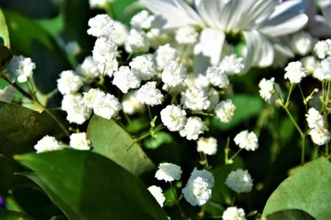 White flowers Stock Photos