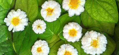 White flowers Фото