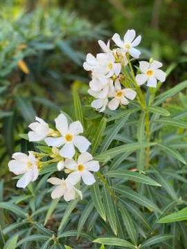 White Flowers Stock Photos