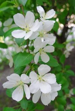 White flowers 스톡 사진
