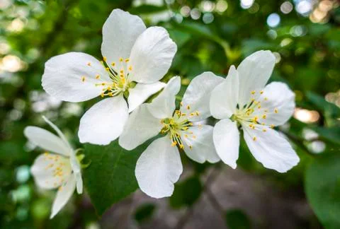 White flowers 스톡 사진