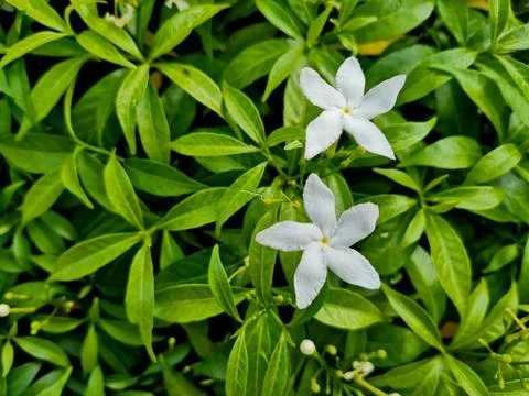 White flowers Stock Photos