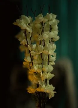 White Flowers Photos