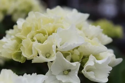 White Flowers Stock Photos