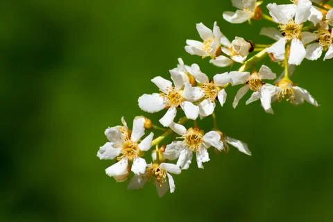 White flowers Stock Photos