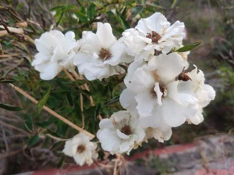 White flowers Stock Photos