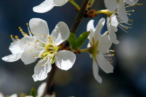 White flowers Stock Photos